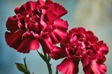 Стало известно о гибели еще двух саратовцев в ходе СВО