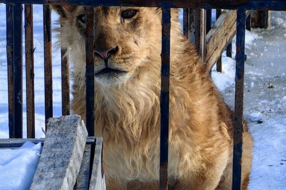 «Сразу побежал к ним, не испугался, начал мяукать»: в волгоградском центре реабилитации рассказали о состоянии льва, напавшего в Саратове на школьницу