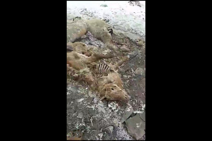 В Саратовской области нашли скотомогильник. Жители рассказали, что трупы животных складировали рядом с селом