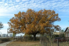 «Посадил дубок в честь рождения дочери»: дерево из Саратовской области внесли в национальный реестр старовозрастных деревьев России