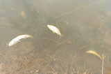 «Весь берег усыпан»: горожанка рассказала о гибели рыбы в Балаково