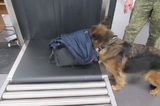Служебная собака в аэропорту «Гагарин» помогла найти незадекларированные доллары США у пассажира в ручной клади