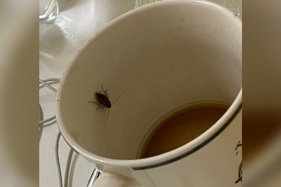 «Ходят толпами, один даже умудрился из моей кружки чай похлебать»: горожанин рассказал о том, что в балаковской больнице якобы обитают тараканы