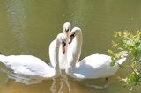 В пруды саратовского Городского парка выпустили лебедей (видео)