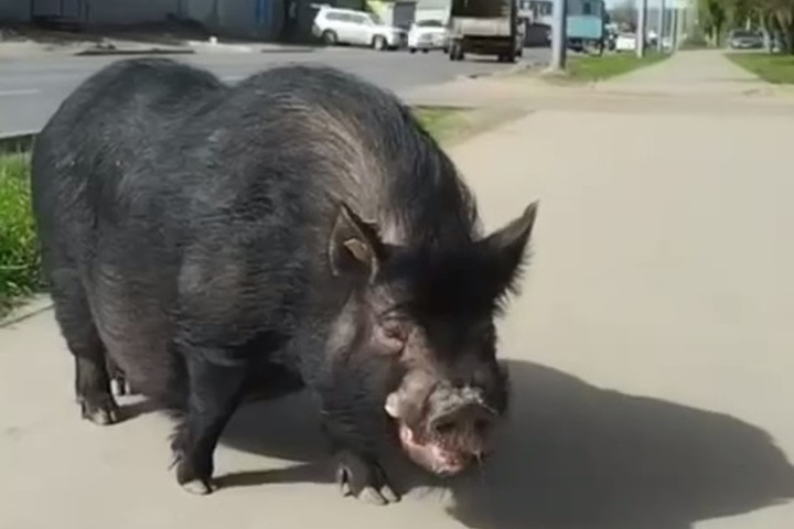 Саратовцев напугала вьетнамская свинья, гуляющая по улице