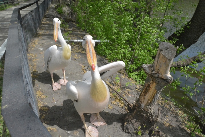 В Саратовскую область прилетели пеликаны