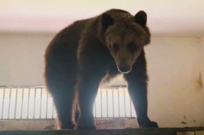 «Грустила и нервно бродила»: как медведица из Саратова обживается в Белгородском зоопарке (видео)