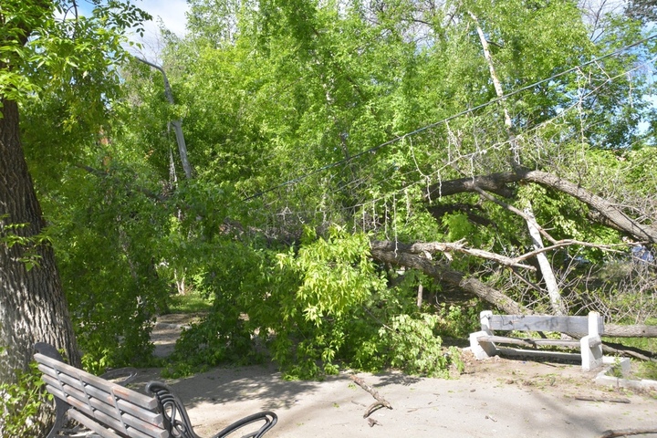 В центре Саратова огромное дерево рухнуло на пешеходный бульвар, но по опасному участку продолжают ходить горожане
