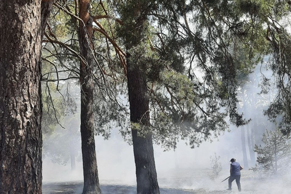 В Воскресенском районе подожгли лес: пострадали вековые сосны