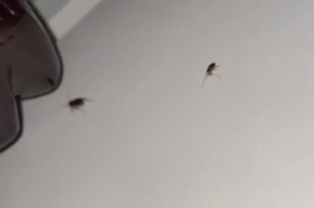 Горожанка сообщила о тараканах в балаковской больнице. Главврач заявил, что насекомых могли принести пациенты