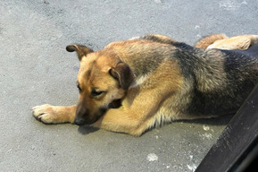 Нападение собак на детей в Кировском районе: возбуждено очередное уголовное дело о халатности