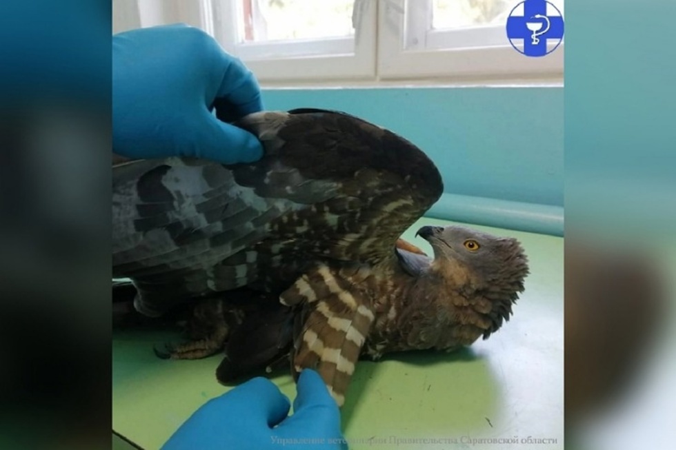 Ветеринары помогли занесённой в Красную книгу региона птице и отправили её долечиваться во Владимирскую область