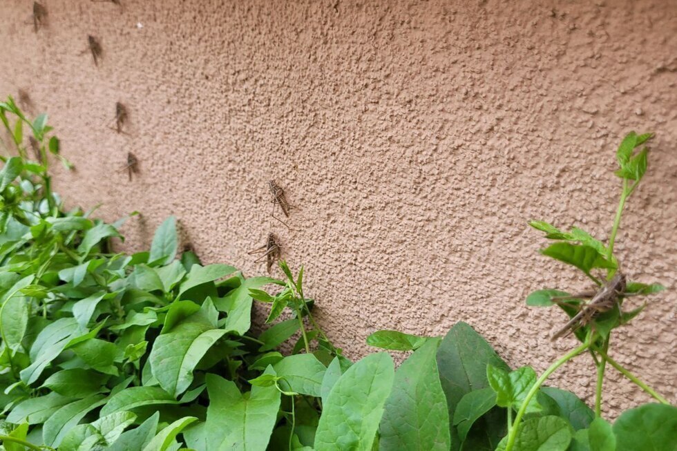 «Они облепили все этажи, как в ужастике»: жители Саратова и Энгельса наблюдают «нашествие саранчи»