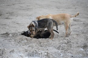 В Саратове собаки напали на маленького мальчика и девочку-подростка