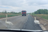 «Все стояли и ждали, пока они перейдут»: в Энгельсском районе из-за переходящей трассу семьи лебедей образовалась пробка (видео)