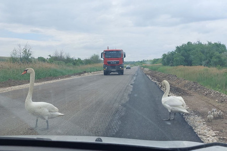 «Все стояли и ждали, пока они перейдут»: в Энгельсском районе из-за переходящей трассу семьи лебедей образовалась пробка (видео)
