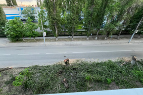 «Превращение города в пустыню»: жители Фрунзенского района пожаловались на варварскую обрезку и вырубку деревьев