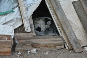 Больше 15 миллионов рублей и 28 нападений на людей: в регионе возбуждено дело в отношении чиновников из-за непригодного приюта для собак