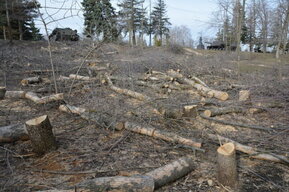 В Парке Победы вновь собираются вырубать деревья. Их точно количество не называется