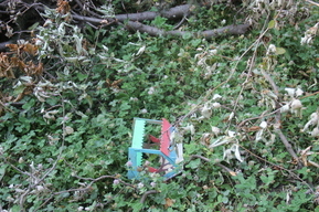 «Повсюду мусор, разруха и спиленные деревья»: саратовчанка обеспокоена качеством реконструкции в «Липках»
