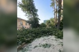Горожанин рассказал о вырубке здоровых деревьев в микрорайоне Жасминный