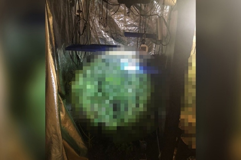 Полицейские нашли в доме саратовца более 20 кустов конопли
