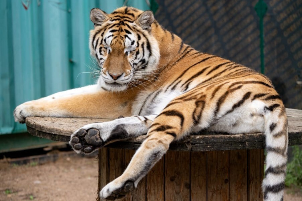 Стало известно, как живет ослепшая тигрица из Саратова