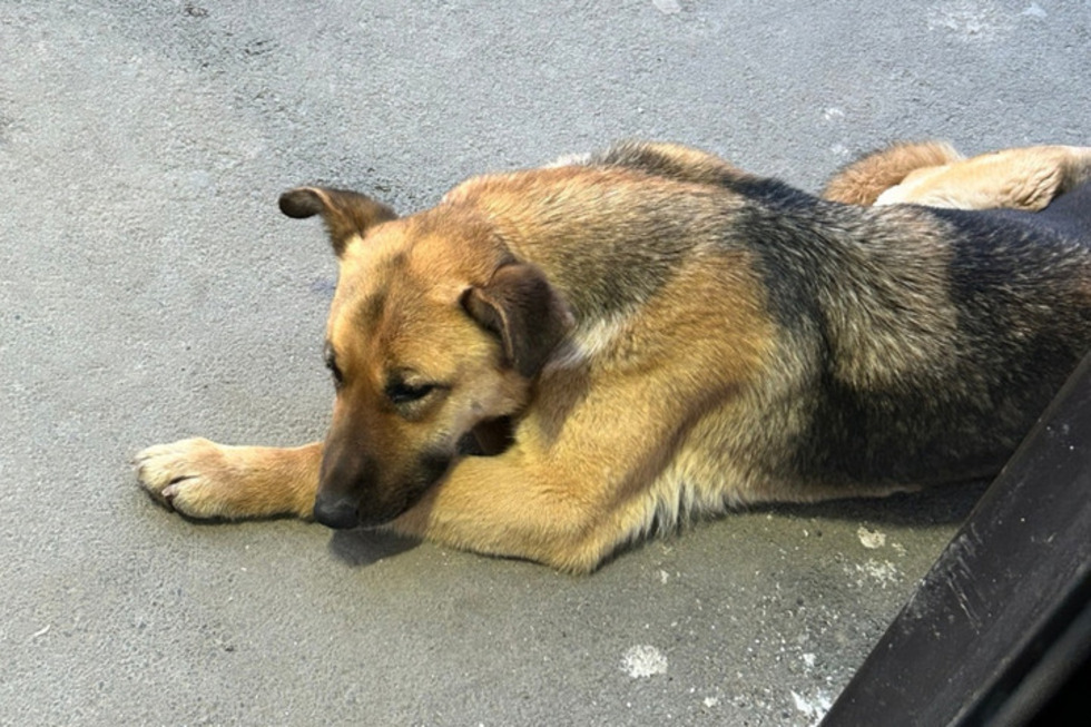 Бездомная собака покусала 11-летнего ребёнка в Заводском районе: возбуждено очередное уголовное дело