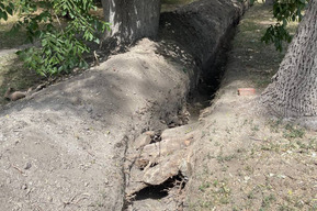 В сквере на улице Астраханской разрыли траншею и повредили корни деревьев