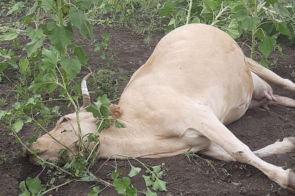 Коровы, лиса и косуля: у села током убило животных
