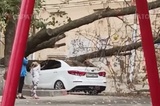 На проспекте Строителей дерево раздавило машину