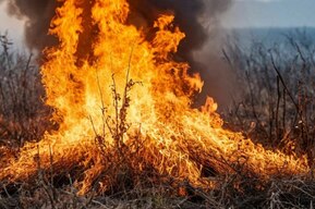 Природный пожар в Энгельсском районе охватил площадь в 30 тысяч кв. метров