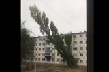 Жители Балаково возмутились опасными работами коммунальщиков: огромный тополь рухнул во двор