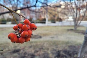 Туман и сильный ветер: в МЧС рассказали, какая погода ожидает саратовцев в начале недели