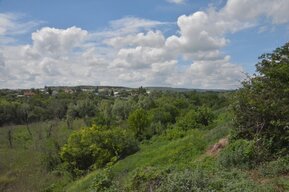 Саратов ждёт масштабная вырубка деревьев при строительстве Южного обхода, ещё 170 деревьев спилят в городе