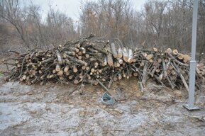 Новая массовая вырубка в Парке Победы: чиновники заплатят больше миллиона за уничтожение 400 деревьев и множества кустарников