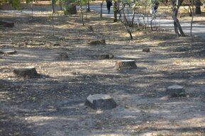 Обнародованы итоги благоустройства сада «Липки»: лужи на асфальте, неправильная тактильная плитка, завышение цены на 10 процентов