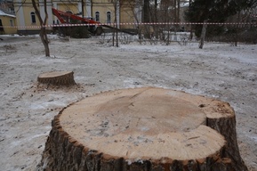 Вслед за улицей Чапаева массовый спил деревьев начался на Ильинской площади