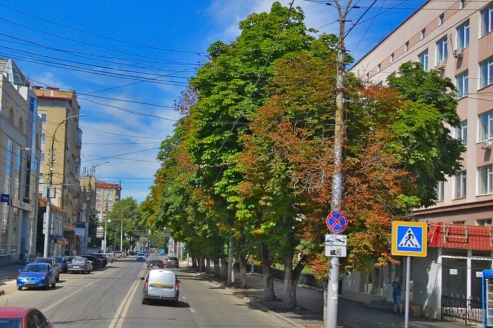 В центре Саратова хотят уничтожить старую каштановую аллею: удалось отложить принятие решения