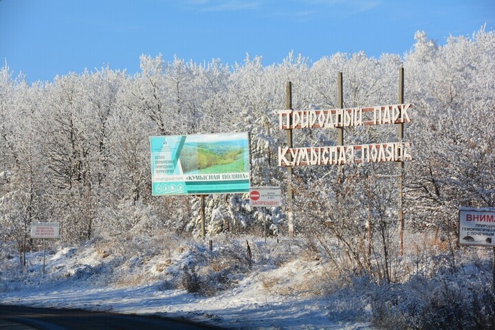 По факту вырубки деревьев на Кумысной поляне возбуждено уголовное дело