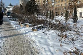 «Скоро дышать будет нечем»: горожанка рассказала об уничтожении деревьев в центре города