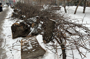 Спиленные в центре города части деревьев так и не вывезли (чиновники обещали сделать это еще на прошлой неделе)