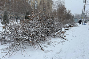 Чиновники вновь не вывезли части деревьев, срубленные в центре, хотя обещали сделать это ещё до конца прошлой недели