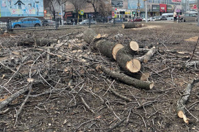 В сквере на улице Астраханская началась вырубка деревьев