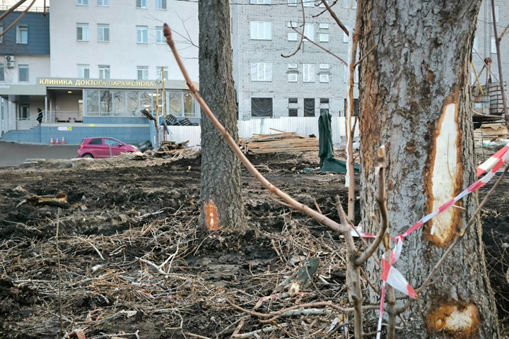 «Вопиющий случай»: депутат упрекнул главу района в варварской незаконной вырубке деревьев