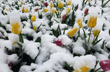 Тюльпаны в снегу. Ночью в Саратовскую область временно вернулась зима (фото)