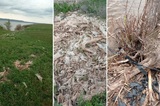 «Приезжие высасывают все соки из земли, загрязняют её, а местным негде пасти скот»: жители аграрной Саратовской области бьют тревогу из-за угрозы личным подсобным хозяйствам (печальное видео)