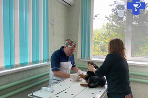 Щенок сбежал из дома, скитался две недели и попал под колеса: история спасения