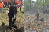 Вырубка деревьев в Саратове. После многочисленных жалоб и замечания Володина мэр Исаев надумал готовить озеленителей и следить за почвой и автополивом