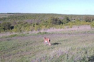 В Саратовской области увеличилось число хищников, которых ещё 40 лет назад не было в регионе (они добрались до юга)